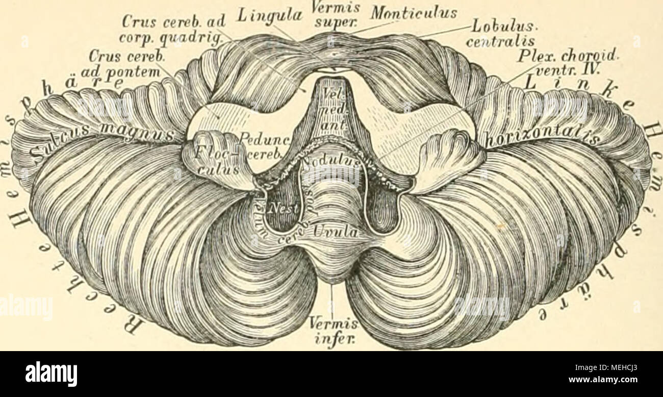 . Die descriptive und topographische Anatomie des Menschen . 537. Das kleine Gehirn iu der Ansicht von vorne. Die Mandeln sind ganz, die keilförmigen Lappen theilweise entfernt. Natürliche Grösse. An der unteren Fläche einer jeden Kleinhirn-Hemisphäre sind vier Lappen zu erkennen (siehe Fig. 536 : a) Der hintere. Unterlappen, Lohns inferior posterior s. semilunaris; b) der keilförmige Lappen, Lobus euneiformis; c) die Mandel, Tonslila, am meisten nach unten vorspringend; endlich d) die Flocke, Flocculus, mit dem markweissen Pedunculus ßoeculi, welch letzterer als hinteres Marksegel bis zum Unt Stock Photo