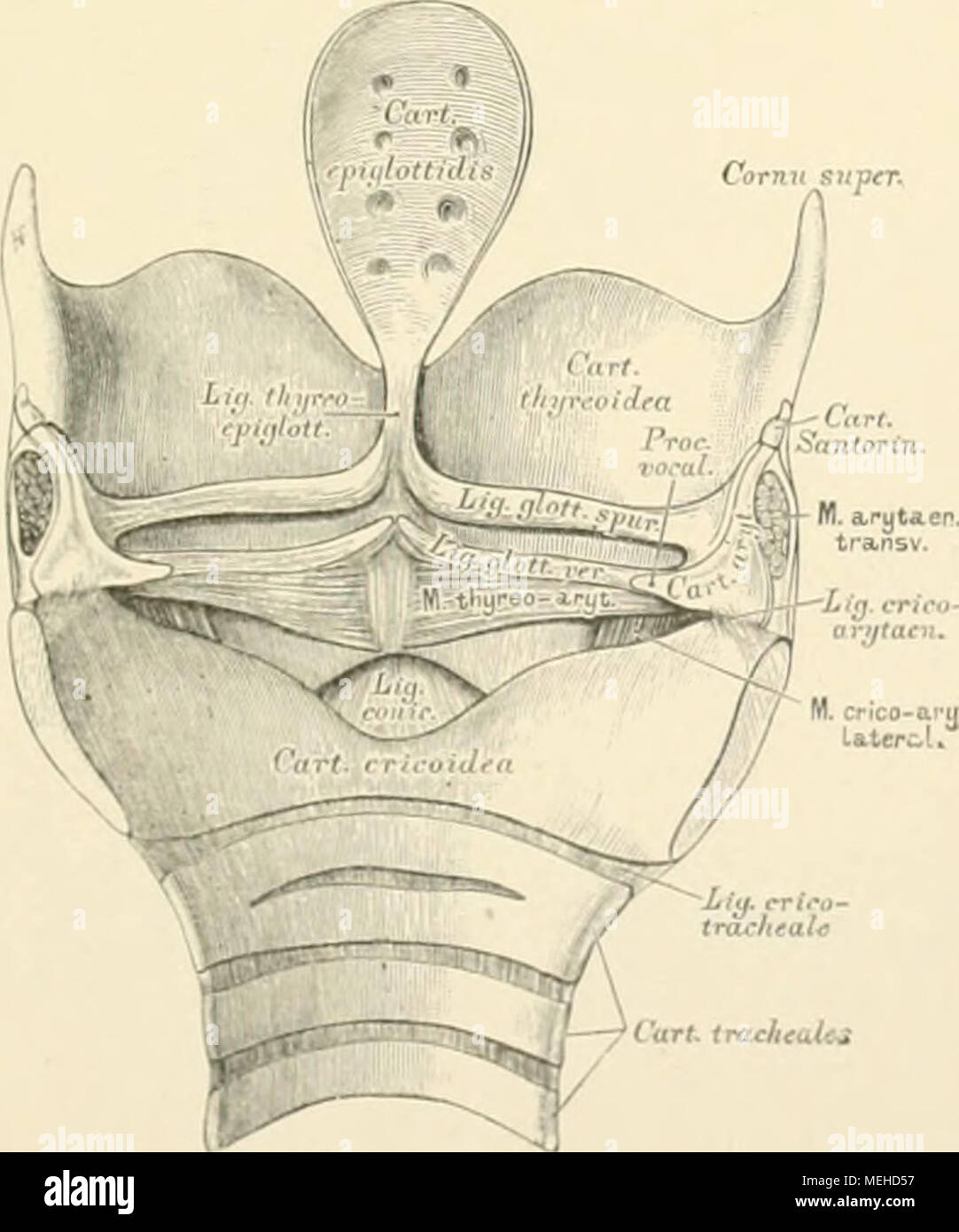 . Die descriptive und topographische Anatomie des Menschen . 4i)2. Das Kehlkopf'innere von hinten gesehen, nach theilweiser Entfernung der Schleimhaut. Stock Photo