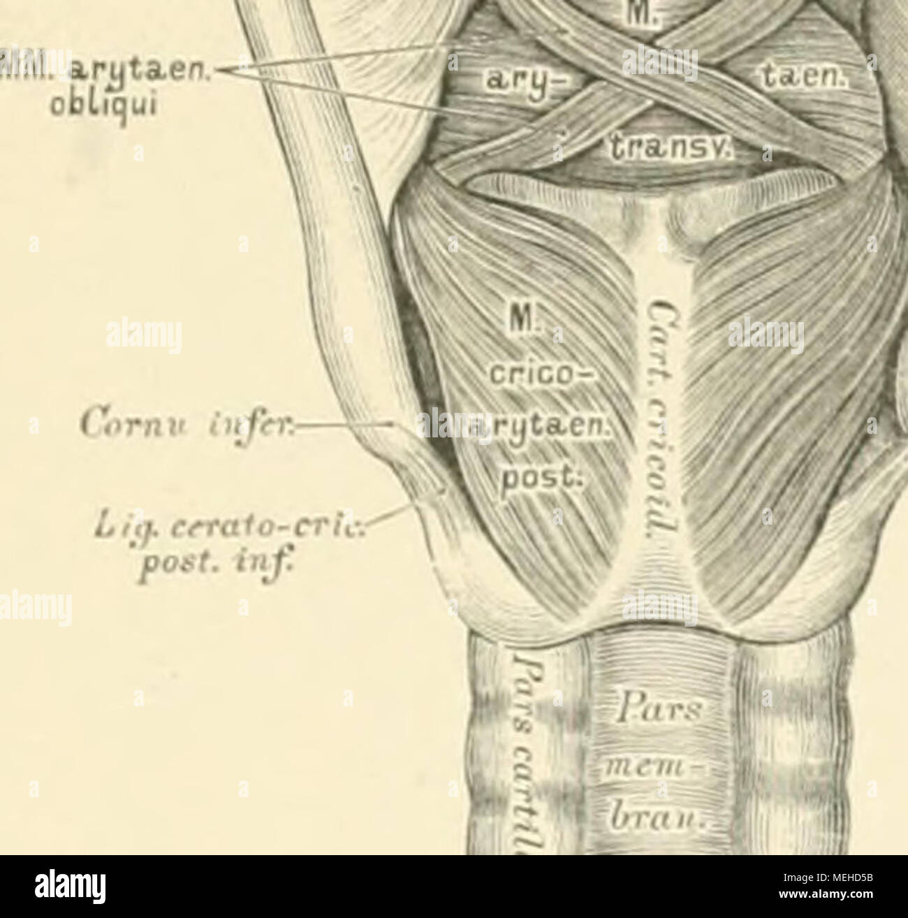 . Die descriptive und topographische Anatomie des Menschen . 'post. inf. 427. Kehlkopf von hinten gesehen, Dach Entfernung der Schleimhaut, mit den Muskeln. Stock Photo