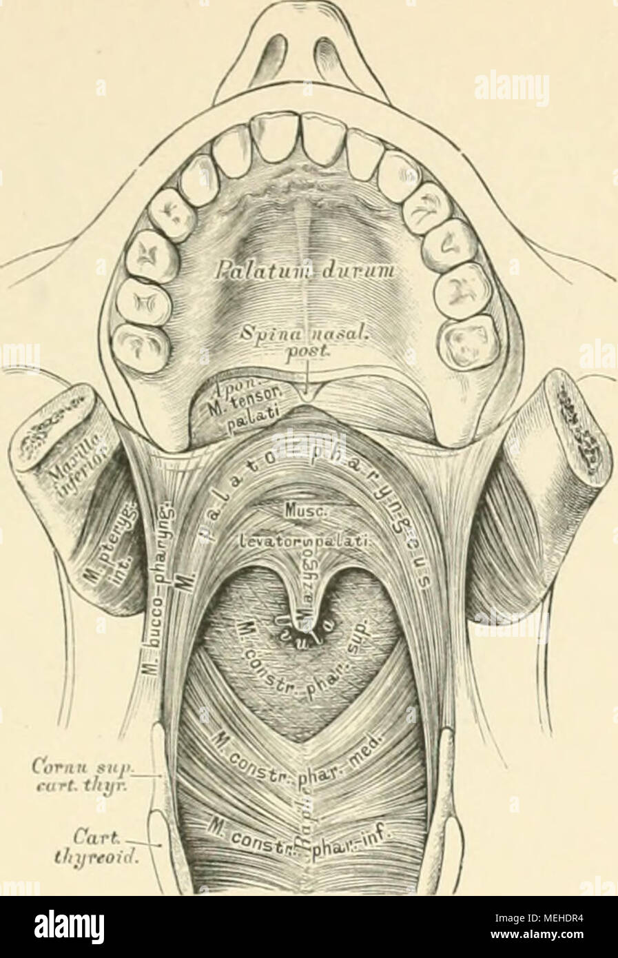 . Die descriptive und topographische Anatomie des Menschen . IM). Die Muskeln des weichen Gaumens in der Ansicht von vorne. Der .V 1/. limine) ist am hinteren Nasenstachel, Spina palatina, befestigt and reicht in der Mittellinie des Zäpfchens bis an dessen Er besteht aus zwei eng aneinander liegenden Hälften. Die MM. levaiores veli palatini (M. pelro-salpingo-staphylimis) gehen von der unteren Felaenbeinfläche und dem Knorpel der Tuba Eustachii von beiden Seiten her zur Mittellinie des Zäpfchens, indem sie tlnils mit dem M. azygos verschmelzen, theils mit bogenförmigen Fasern zusammenfliessen. Stock Photo