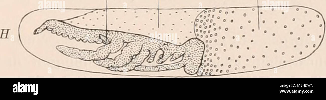 . Die Embryonalentwickelung von Dermapteren und Orthopteren unter besonderer BerÃ¼cksichtigung der KeimblÃ¤tterbildung; . V am Vent Vent Fig. XIII. Ei von Gryllus wÃ¤hrend der Umrollung des Keimstreifens. Fig. VIV. Ei von Gryllus. Der Keimstreifen wÃ¤chst an der Ventralseite zum Vorderende empor. Abx, = erste Abdominal- extremitÃ¤t. am = Amnion. Dorsâ = Dorsalseite. II = Hinterende, ser = der von der Serosa Ã¼berkleidete Dotter. V= Vorder- ende. Vent = Ventralseite. 1) Nach Ayehs soll bei Oecanthus niveus ein Versenken in den Dotter hinein vor sich gehen. Sind die Beobachtungen zutreffend, so  Stock Photo