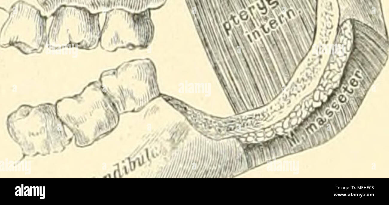 . Die descriptive und topographische Anatomie des Menschen . 2G5. Die Muskeln des Unterkiefers, von missen. Muskeln der Mundspalte (Fig. 261 und 262): M. deprt^-inr luliii Infi riin-is ( Quadrangularis mentij. Urspr.: unterer Kiefer- rand. Insert.: Unterlippe und Haut des Kinnes. M. levator menti s. .1/. mentalis; vom Alveolarfortsatz des Unterkiefers herab zur Haut des Kinnes. MM. incisivi Gowperi; zwei obere und zwei untere, entspringen von den AlveolarfortsÃ¤tzen der Dentes incisivi (nickt abgebildet). .V. buccinator. Urspr.: AlveolarfortsÃ¤tze beider Kiefer und Hamulus pterygo-id. des Keil Stock Photo