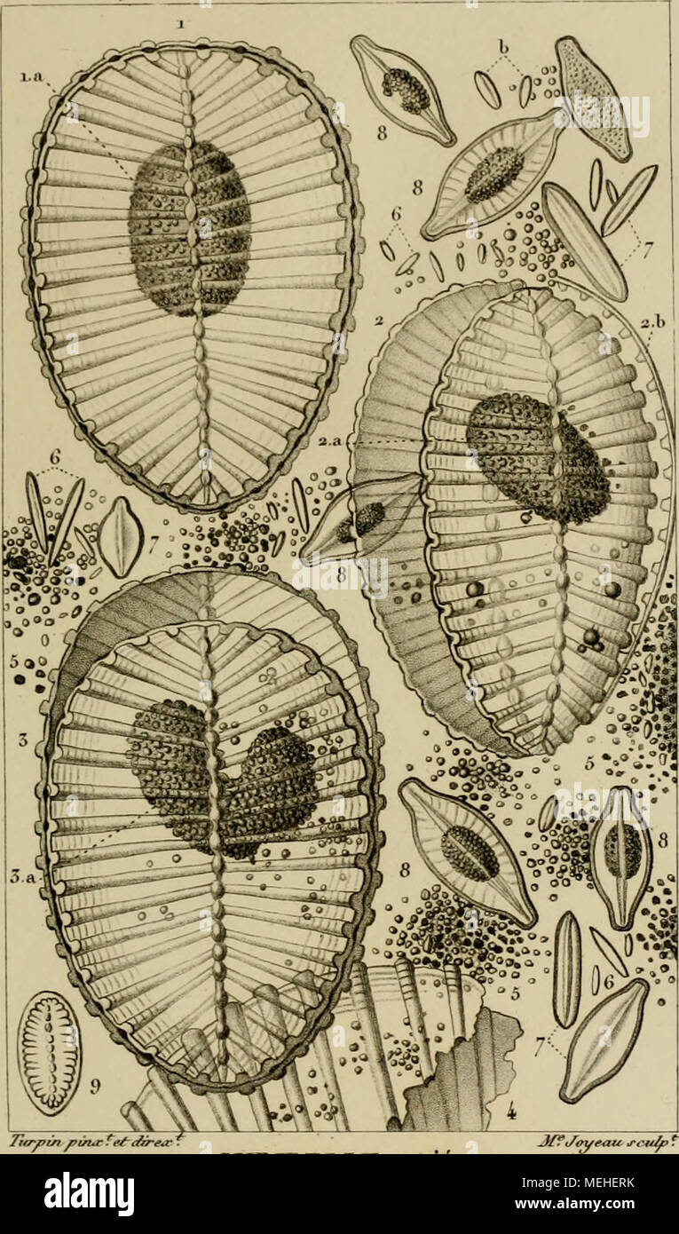 . Dictionnaire des sciences naturelles [electronic resource] : dans lequel on traite mÃ©thodiquement des diffÃ©rens Ãªtres de la nature, considÃ©rÃ©s soit en eux-mÃªmes, d'aprÃ¨s l'Ã©tat actuel de nos connoissances, soit relativement Ã l'utilitÃ© qu'en peuvent retirer la mÃ©decine, l'agriculture, le commerce et les artes. Suivi d'une biographie des plus cÃ©lÃ¨bres naturalistes . . SURIRELLE striÃ©e. SURIRELLA striatula . fJhrf,.DÃ¹-f.rom. A.pa^. ^â â¢'S.J -L-lndÃ fidu rorn^/4'A-3i .Jfa^TJ'f de Ã§/0Ãri/t'^reprÃ»Ã©6fe^irs.Q,./dâ Ya^e^ haiff^t/i^^- t/e/or/ne'e- 4 frat^nie/i/ i/wi inamn/n. 5 .Ã»/ Stock Photo