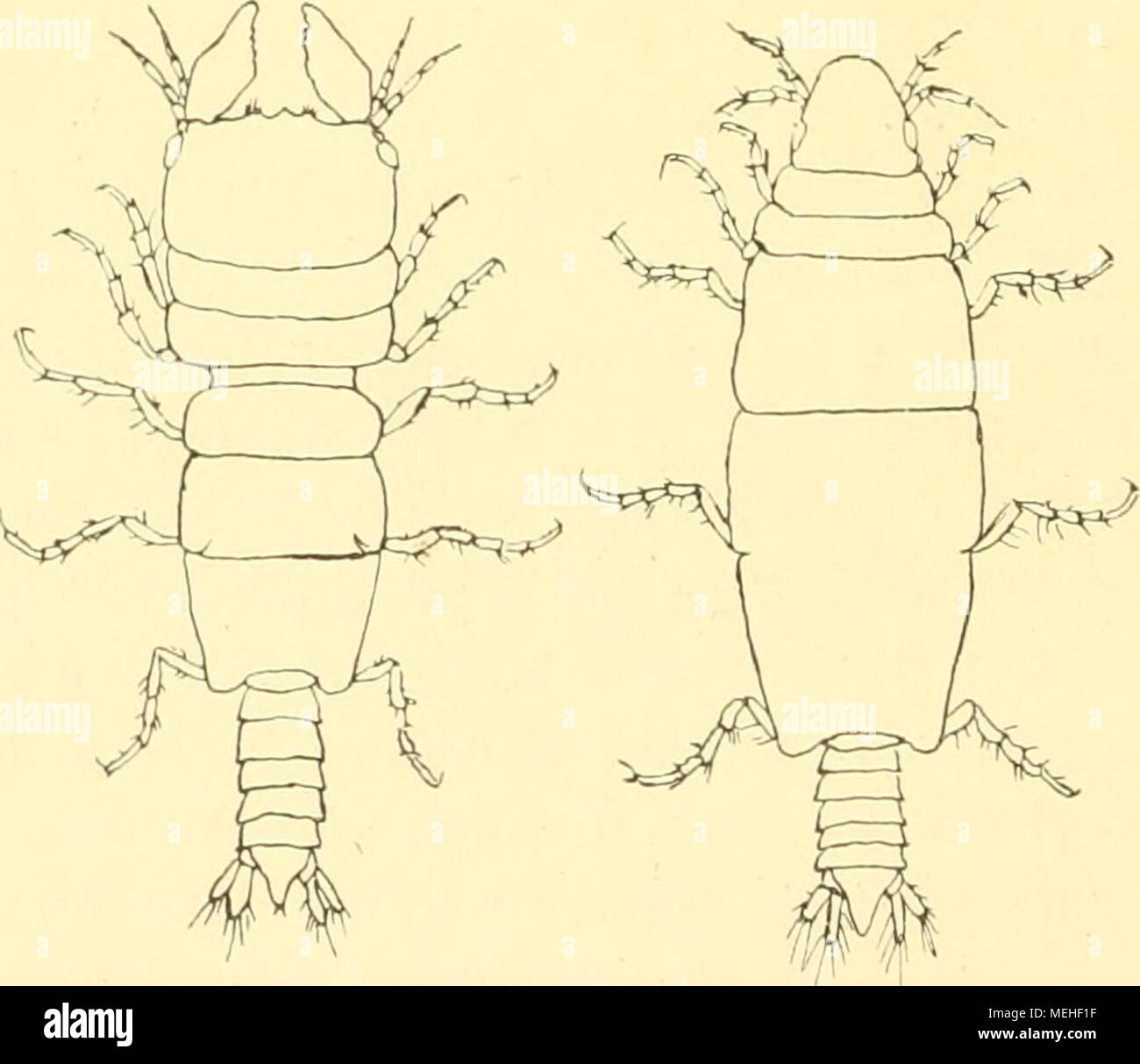 . Die Asseln oder Isopoden Deutschlands . Fig. 1. Gnathia maxillaris
