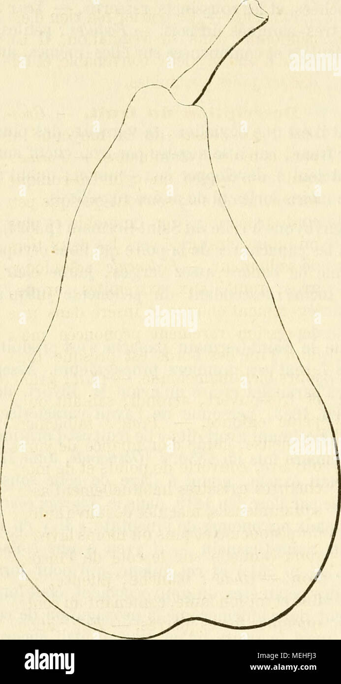 . Dictionnaire de pomologie, contenant l'histoire, la description, la figure des fruits anciens et des fruits modernes les plus gÂ©nÂ©ralement connus et cultivÂ©s . Poire SAINT-GERMAIN DU TILLAY. â Synonyme de poire Saint-Germain du Tilloy, Voir ce nom. 825. Poire SAINT-GERMAIN DU TILLOY. Synonymes. â Poires : 1, Saint-Germain Dutilleul (Decaisne, le Jardin fruitier du Muse'um, 1859, l. II). â 2. Saint-Germain de Graines (Jd. ibid.). â 3. Saint-Germain du Tillay {Id. ibid.). â 4. Du Tilloy ( M. ibid.). Description de l'arbre. â Bois : assez fort. â Rameaux : nombreux, Ã©rigÃ©s ou lÃ©gÃ¨rement  Stock Photo