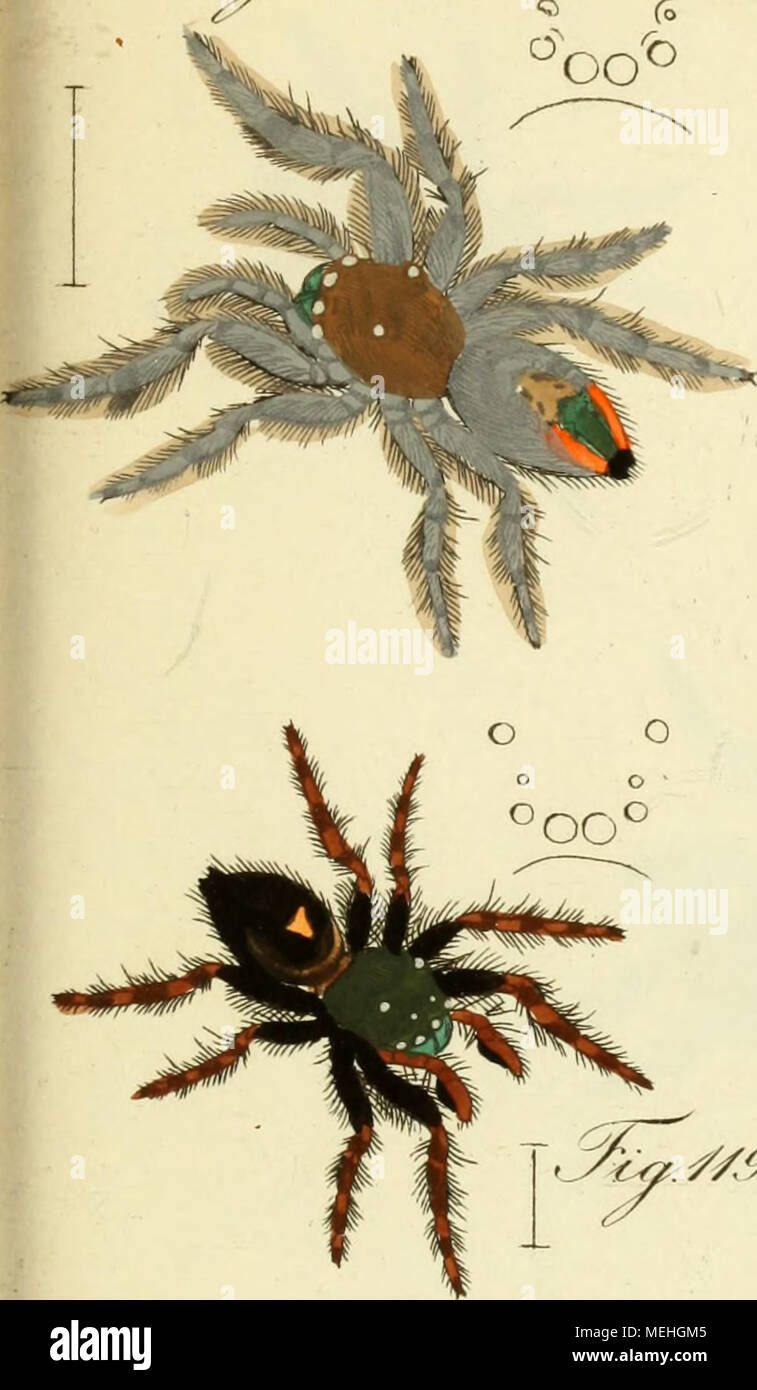 . Die Arachniden : Getreu nach der Natur abgebildet und beschrieben . 02 ,,r S/.9J. //^tf. faa&lt;//J3. Stock Photo