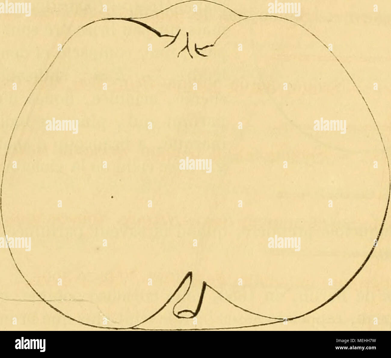 Yeux Verts High Resolution Stock Photography And Images Alamy