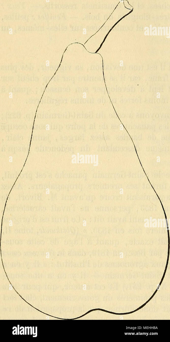 . Dictionnaire de pomologie : contenant l'histoire, la description, la figure des fruits anciens et des fruits modernes les plus gÃ©nÃ©ralement connus et cultivÃ©s . Poire SAINT-GERMAIN DU TILLAY. â Synonyme de poire Saint-Germain du Tilloy. Voir ce nom. 825. Poire SAINT-GERMAIN DU TILLOY. Synonymes. â Poires : 1. Saint-Germain Dutilleul (Decaisne, le Jardin fruitier du MusÃ©um, 1859, t. II). â 2. Saint-Germain de Graines [Id. ibid.). â 3. Saint-Germain du Tillay {Id. ibid.). â 4. Du Tilloy (Id. ibid.). Description de l'arlire. â Bois : assez fort. â Rameaux : nombreux, Ã©rigÃ©s ou lÃ©gÃ¨remen Stock Photo