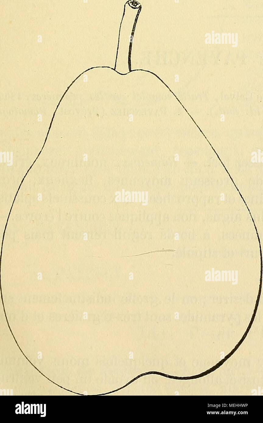 . Dictionnaire de pomologie : contenant l'histoire, la description, la figure des fruits anciens et des fruits modernes les plus gÃ©nÃ©ralement connus et cultivÃ©s . Description de l'arbre.âBois : de moyenne force. â Rameaux : assez nombreux, obliques-ascendants, longs mais un peu grÃªles, gÃ©niculÃ©s, pourpre obscur nuancÃ© de gris, Ã lenticelles arrondies, abondantes, Ã coussinets trÃ¨s-prononcÃ©s. â Yeux : moyens, coniques, pointus, marron lavÃ© de glauque, non appliquÃ©s contre le bois et ayant les Ã©cailles mal soudÃ©es. â Feuilles : grandes, Ã©paisses, vert foncÃ©, ovales-arrondies, plan Stock Photo