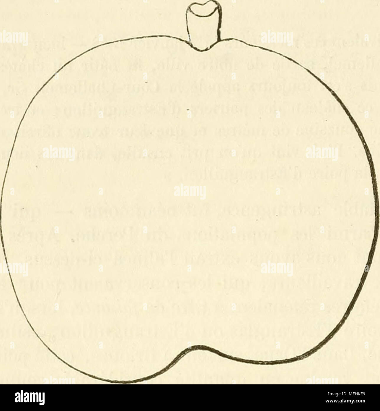 . Dictionnaire de pomologie, contenant l'histoire, la description, la figure des fruits anciens et des fruits modernes les plus gÂ©nÂ©ralement connus et cultivÂ©s . 495. Poire EUGÃNE DES NOUHES. Description de l'artore. â Bois : fort. â Rameaux : trÃ¨s-nombreux, Ã©rigÃ©s, gros et longs, peu coudÃ©s, vert clair brunÃ¢tre, couverts Ã leur sommet de larges taches noirÃ¢tres et ayant les lenticelles des plus fines, abondantes, et les coussinets faiblement ressorlis. â Yeux : assez petits, aplatis, pointus, collÃ©s contre l'Ã©corce. â Feuilles : d'un trÃ¨s-joli vert, lÃ©gÃ¨rement coriaces, ovales,  Stock Photo