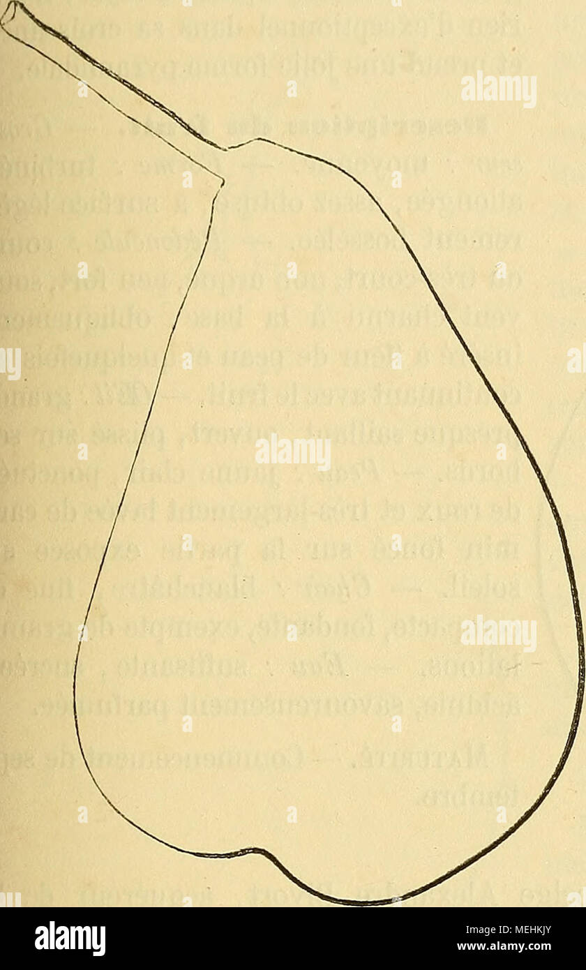 . Dictionnaire de pomologie : contenant l'histoire, la description, la figure des fruits anciens et des fruits modernes les plus gÃ©nÃ©ralement connus et cultivÃ©s . 540. Poire GENERAL DUTILLEUL. Description die l'arbre. â Bois : assez fort. â Rameaux : nombreux, Ã©rigÃ©s au sommet, Ã©talÃ©s Ã la base, gros, peu longs, lÃ©gÃ¨rement coudÃ©s, brun olivÃ¢tre nuancÃ© de rouge auprÃ¨s des yeux, finement et abondamment ponctuÃ©s, aux cous- sinets trÃ¨s-accusÃ©s. â Yeux : moyens, ovoÃ¯des, collÃ©s contre l'Ã©corce et ayant les Ã©cailles mal soudÃ©es. â Feuilles : ovales-arrondies ou ovales-allongÃ©es Stock Photo