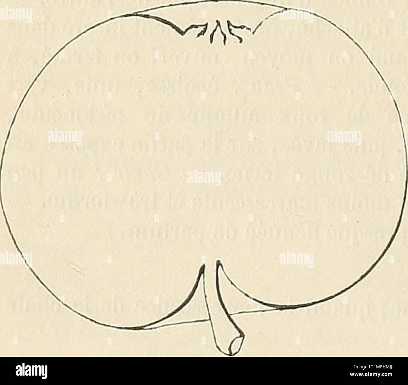. Dictionnaire de pomologie : contenant l'histoire, la description, la figure des fruits anciens et des fruits modernes les plus gÃ©nÃ©ralement connus et cultivÃ©s . Description tle l'arbre. â Bois : trÃ¨s-vigoureux. â Rameaux : assez nom- breux, habituellement Ã©talÃ©s, gros, longs, fortement ilexueux et cotonneux, brun olivÃ¢tre foncÃ© lavÃ© de rouge ardoisÃ©. â Lenticelles : grandes, arrondies ou allon- gÃ©es, trÃ¨s-abondantes. â Coussinets : larges et bien ressortis. â Yeux : moyens, ovoÃ¯- des , sensiblement duveteux, presqu'entiÃ¨- rement adhÃ©rents au bois. â Feuilles : grandes, ovales- Stock Photo