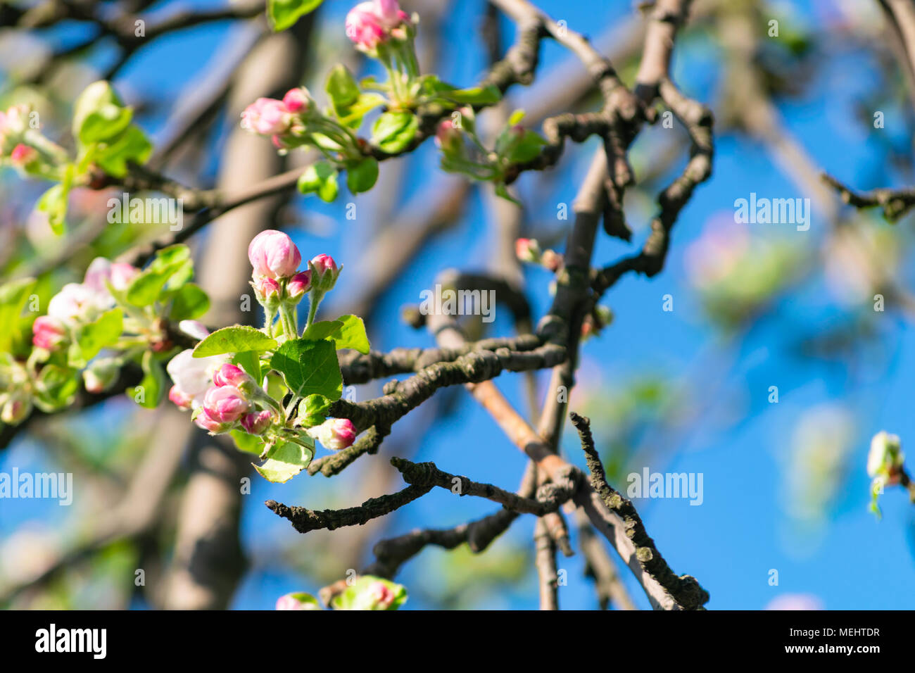 Głębowice, Poland. April 22, 2018. Apple tree during flowering. Spring sunny weather. Apple trees flourish in all their glory. Credit: w124merc / Alamy Live News Stock Photo