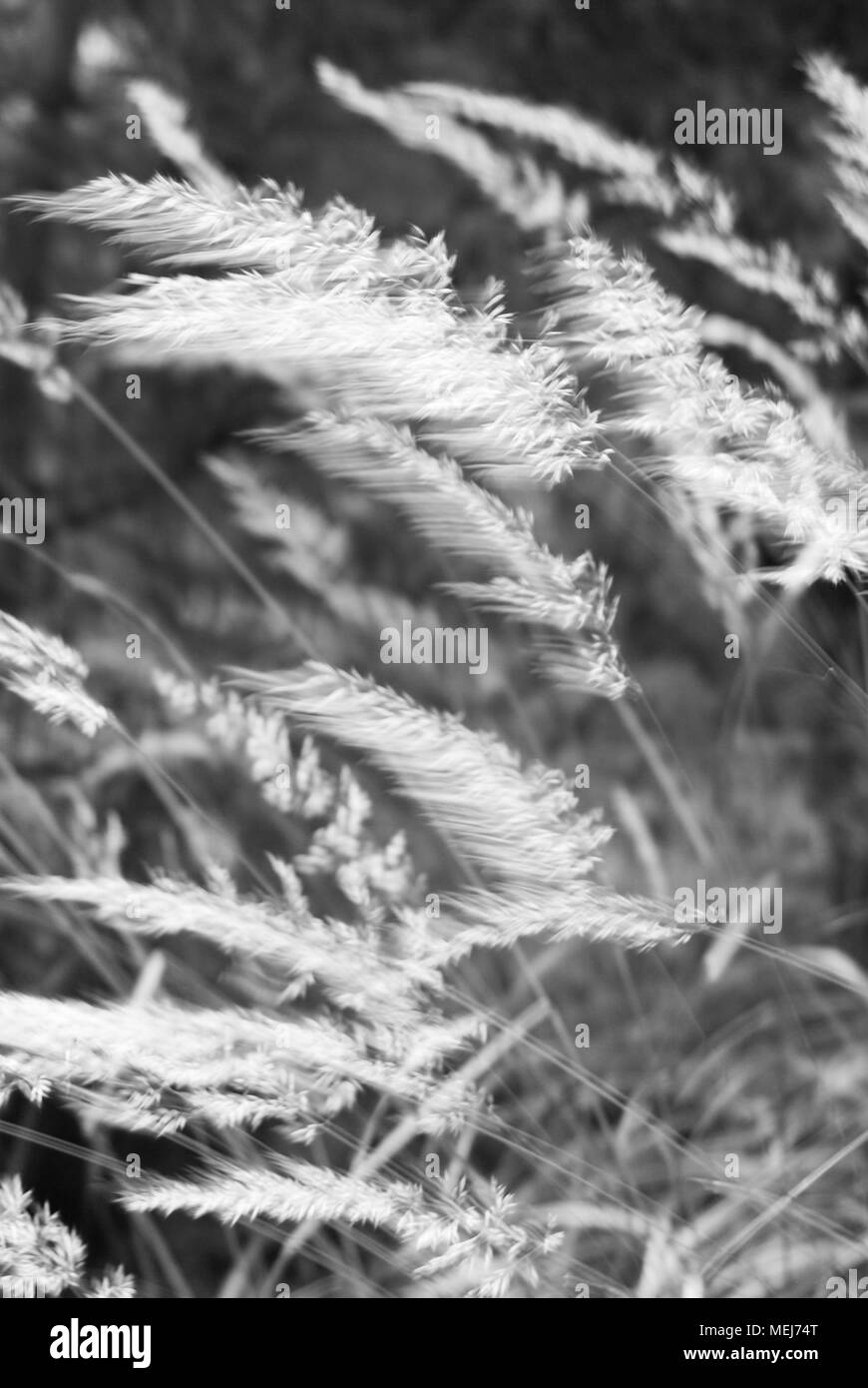 Windy Day Black and White Stock Photos & Images - Alamy