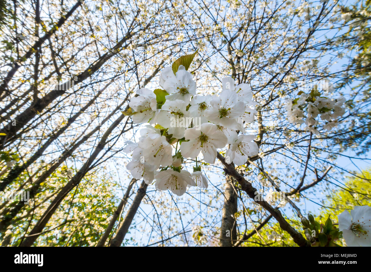 Cherry blossom hangs in a canopy from a thicket of wild cherry trees, prunus avium. Stock Photo