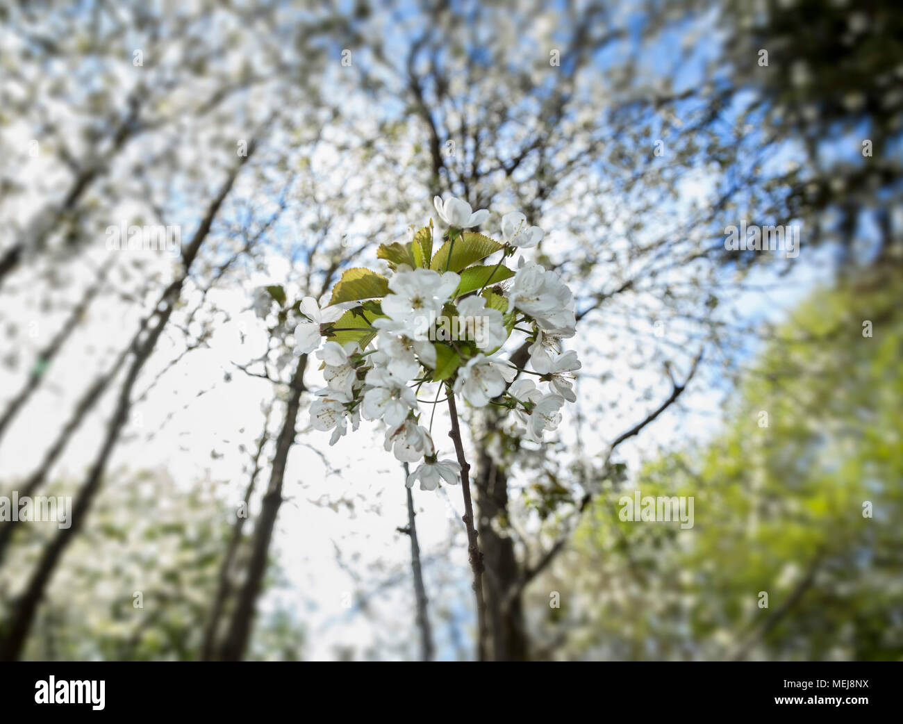Cherry blossom hangs in a canopy from a thicket of wild cherry trees, prunus avium. Stock Photo