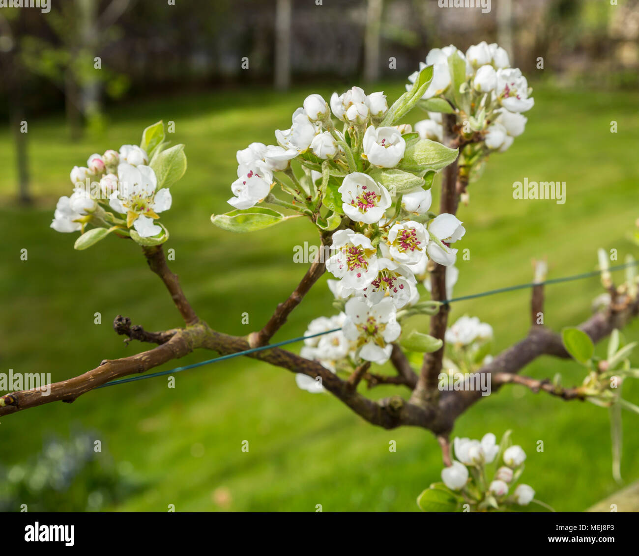 Blossom on an espalier pear tree, Doyenne De Comice, above a small ...