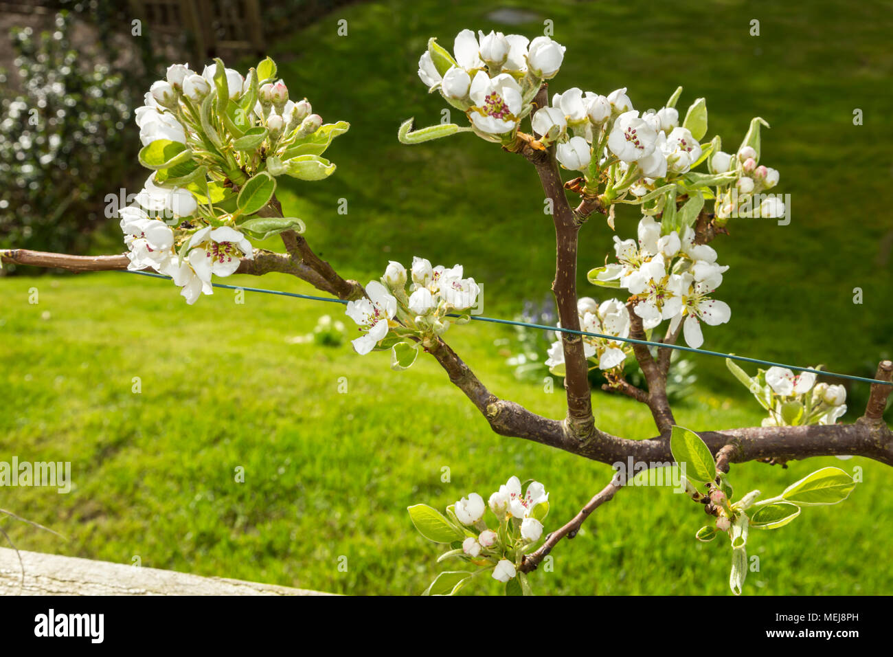 Blossom on an espalier pear tree, Doyenne De Comice, above a small orchard. Stock Photo