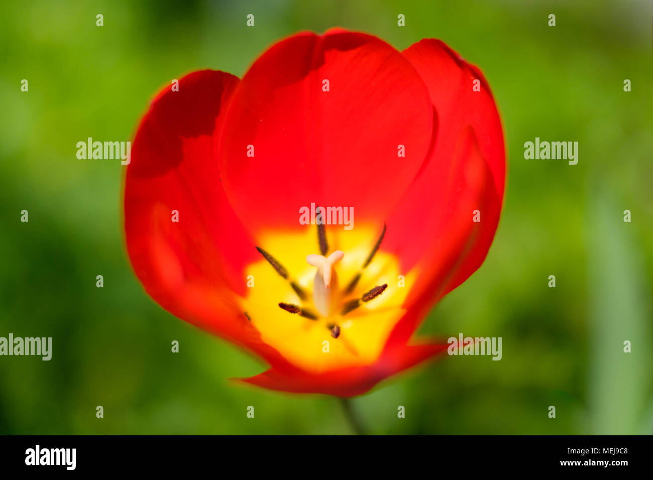 red spring flower on meadow -  single  red tulip isolated with meadow background Stock Photo