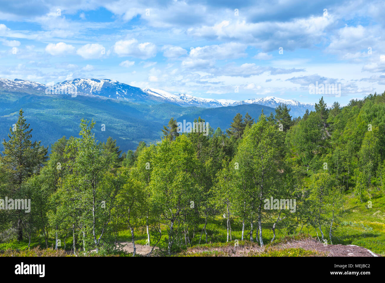 mountain panorama at the forest line, Norway, on the way to the top of mountain Molden near Hafslo, birch forest with view to snowy summits Stock Photo