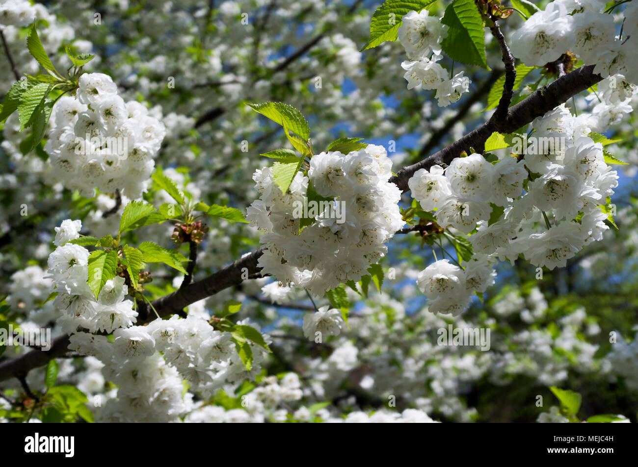 Blossom on trees in London, UK Stock Photo