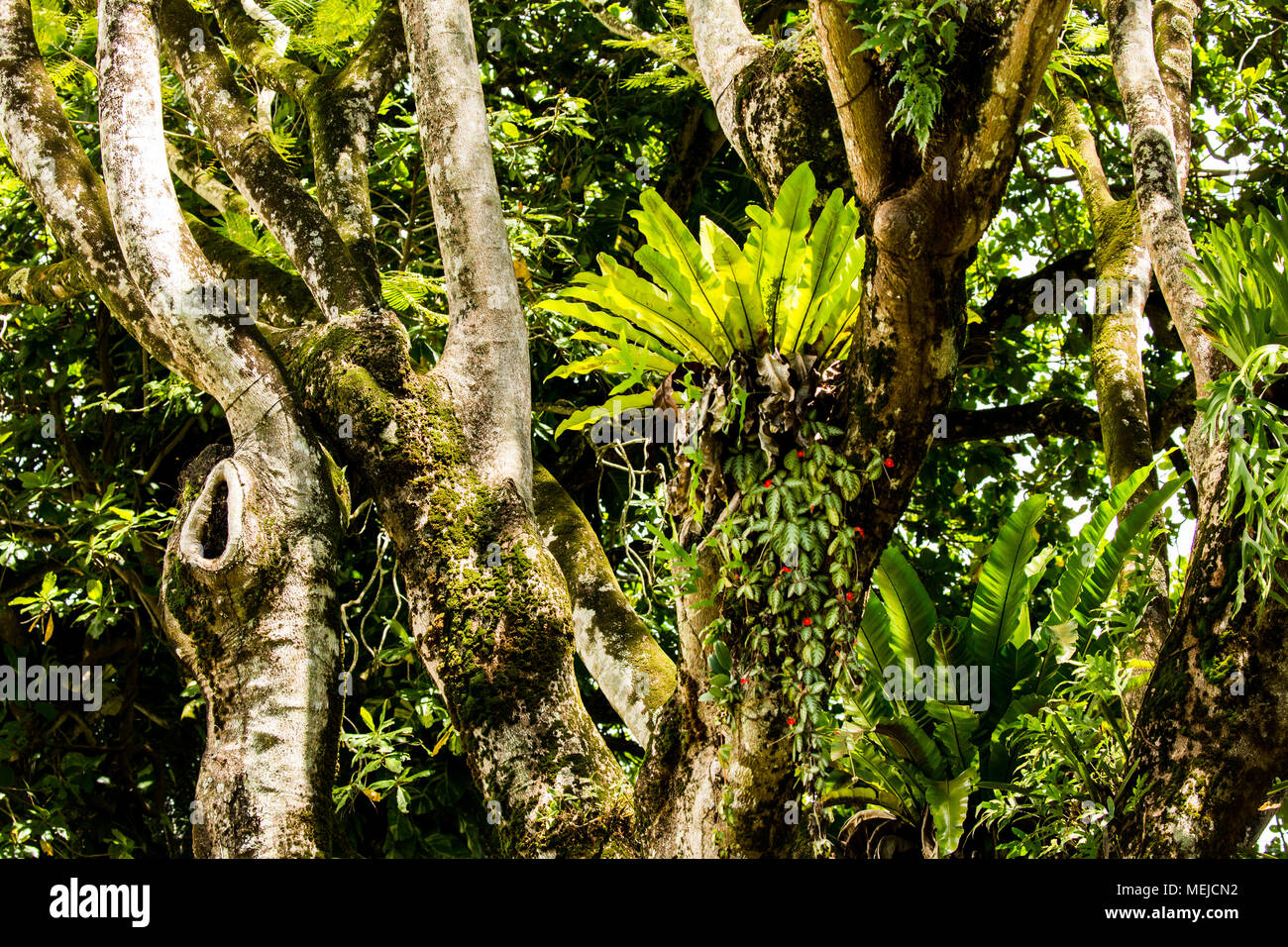 Seychelles- rain forest Stock Photo