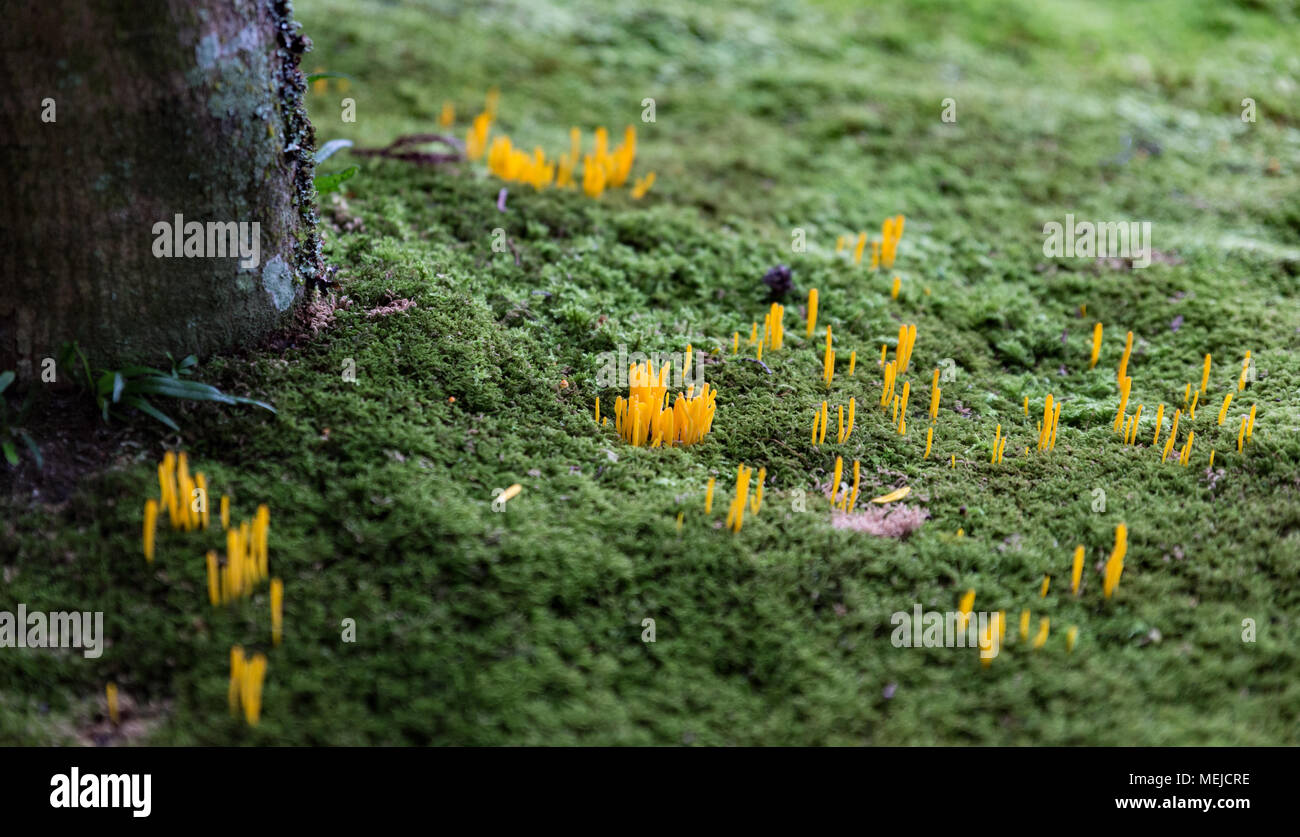 A group of tiny yellow mushrooms Stock Photo