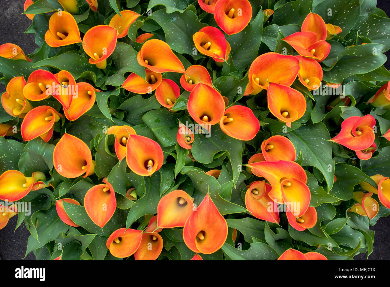 orange Calla flower colored garden field cultivation Stock Photo