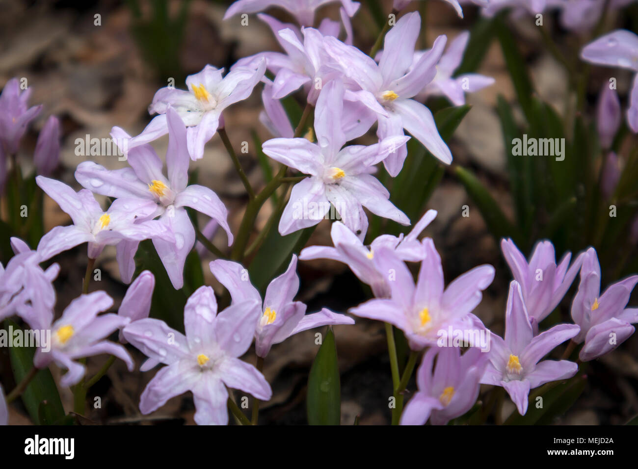 Chionodoxa. One of the very earliest signs of spring is when the glory of the snow emerges with its magnificent blue star-shaped petals and white cent Stock Photo
