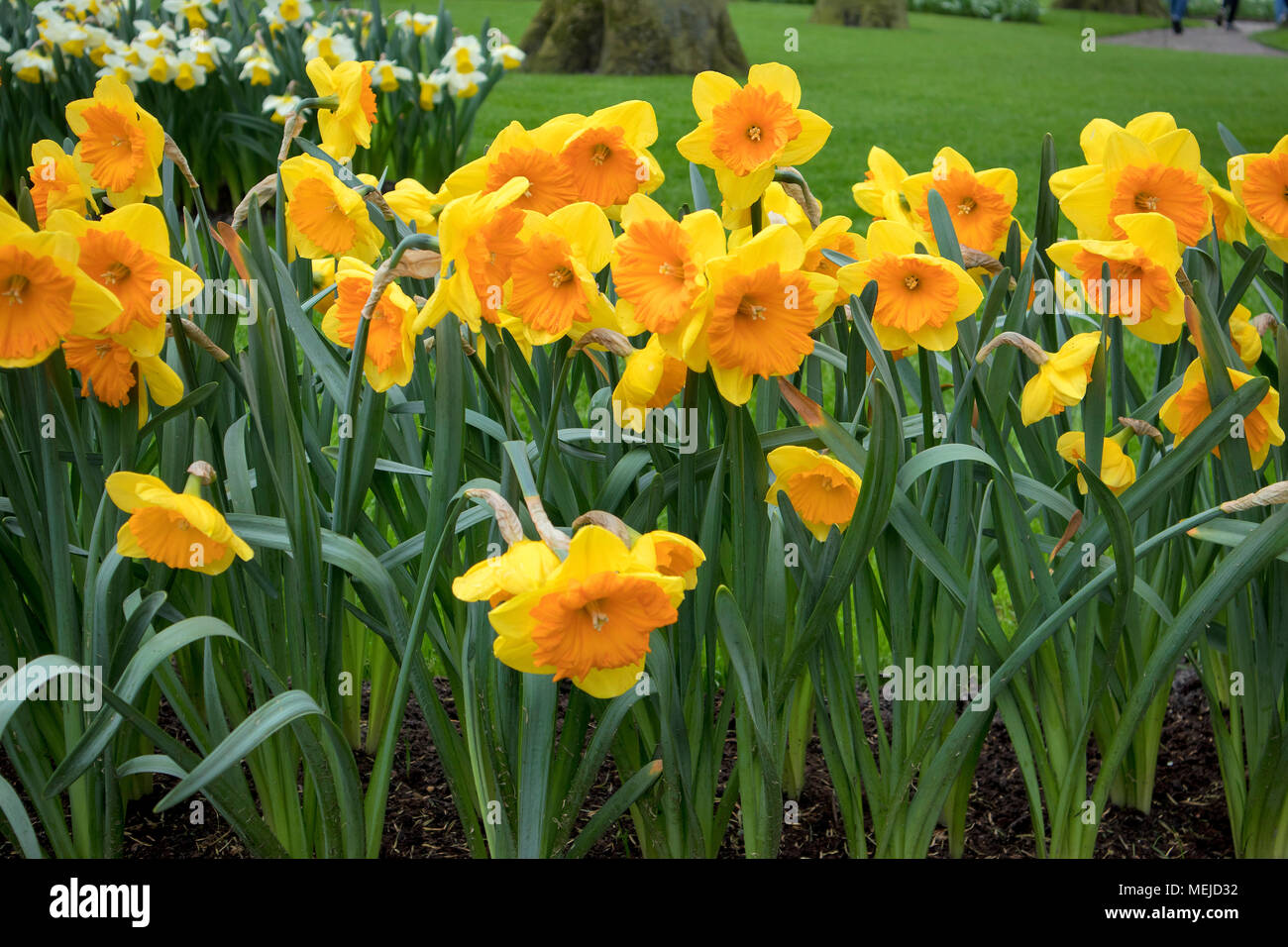 Yellow Daffodils Near A Fountain In The Background Of Trees In A