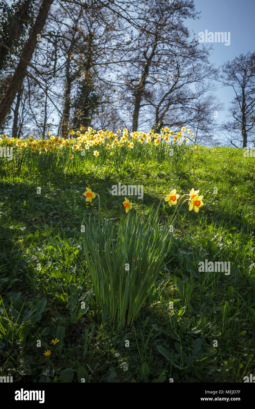 Daffodils on a grassy bank on a glorious Spring day Stock Photo