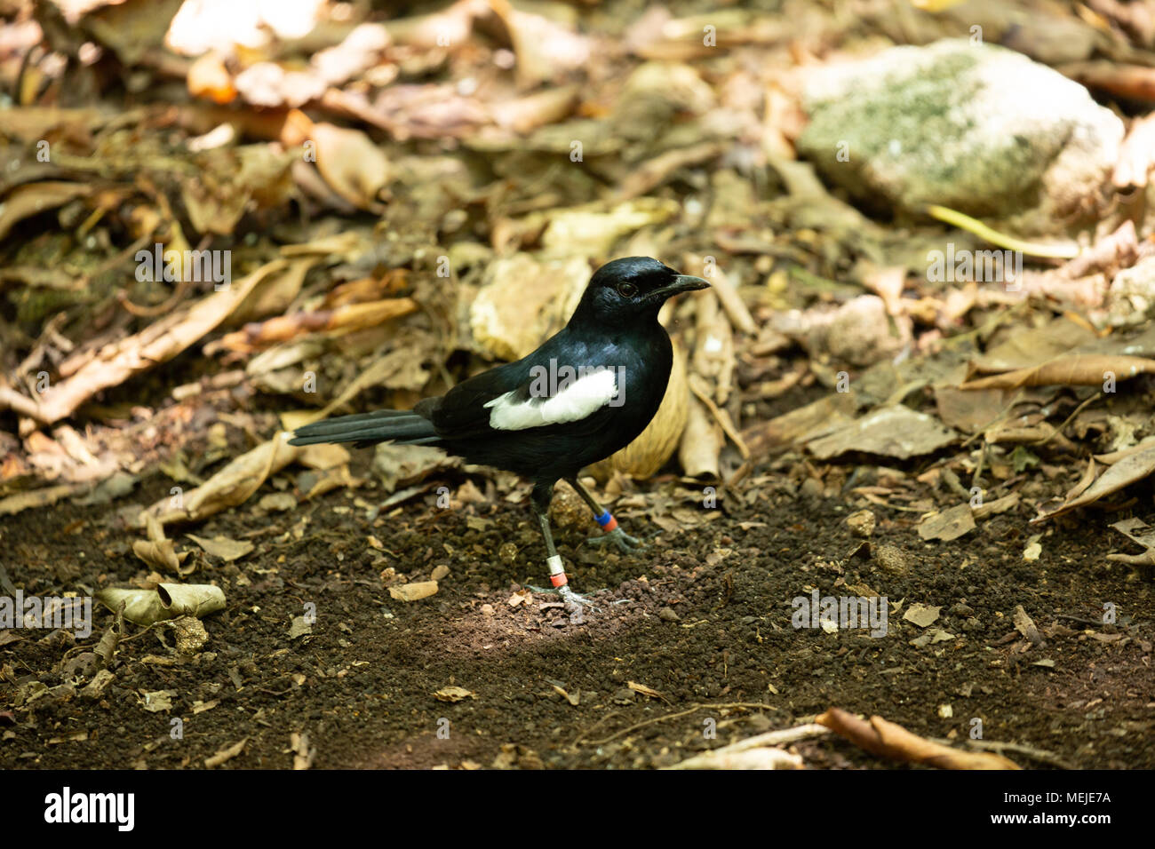 Seychelles- Magpie Robin in the forest Stock Photo