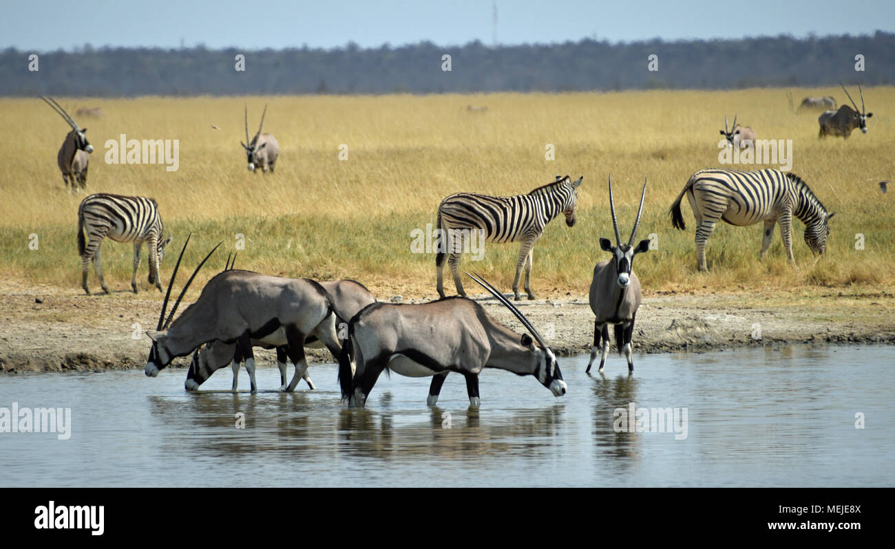 Animals at the waterhole Stock Photo