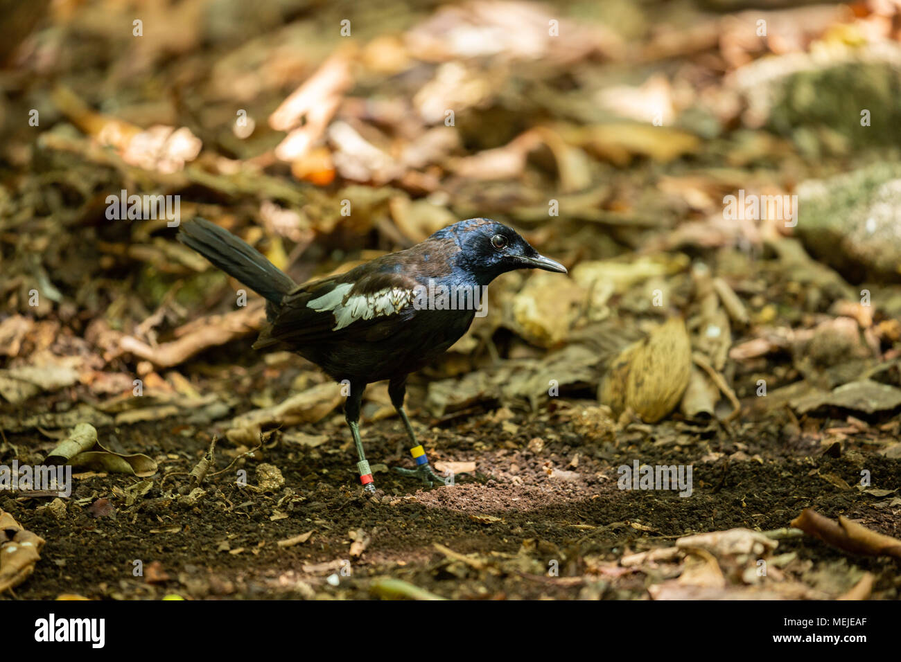 Seychelles- Magpie Robin in the forest Stock Photo