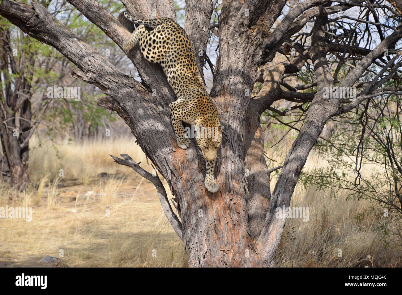 Leopard main image 0