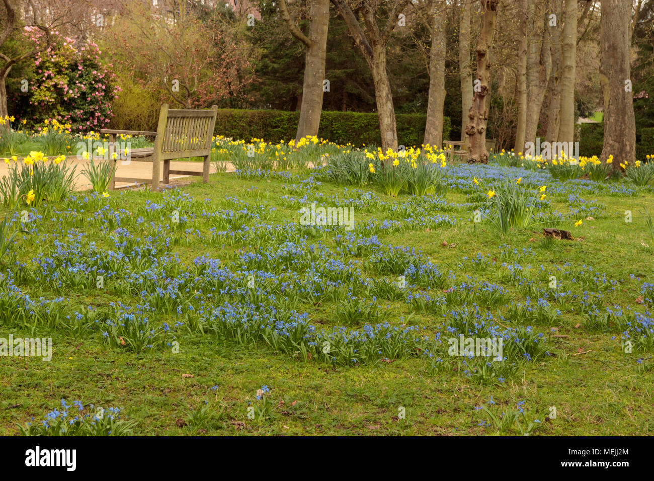 Daffodils growing in a park Stock Photo