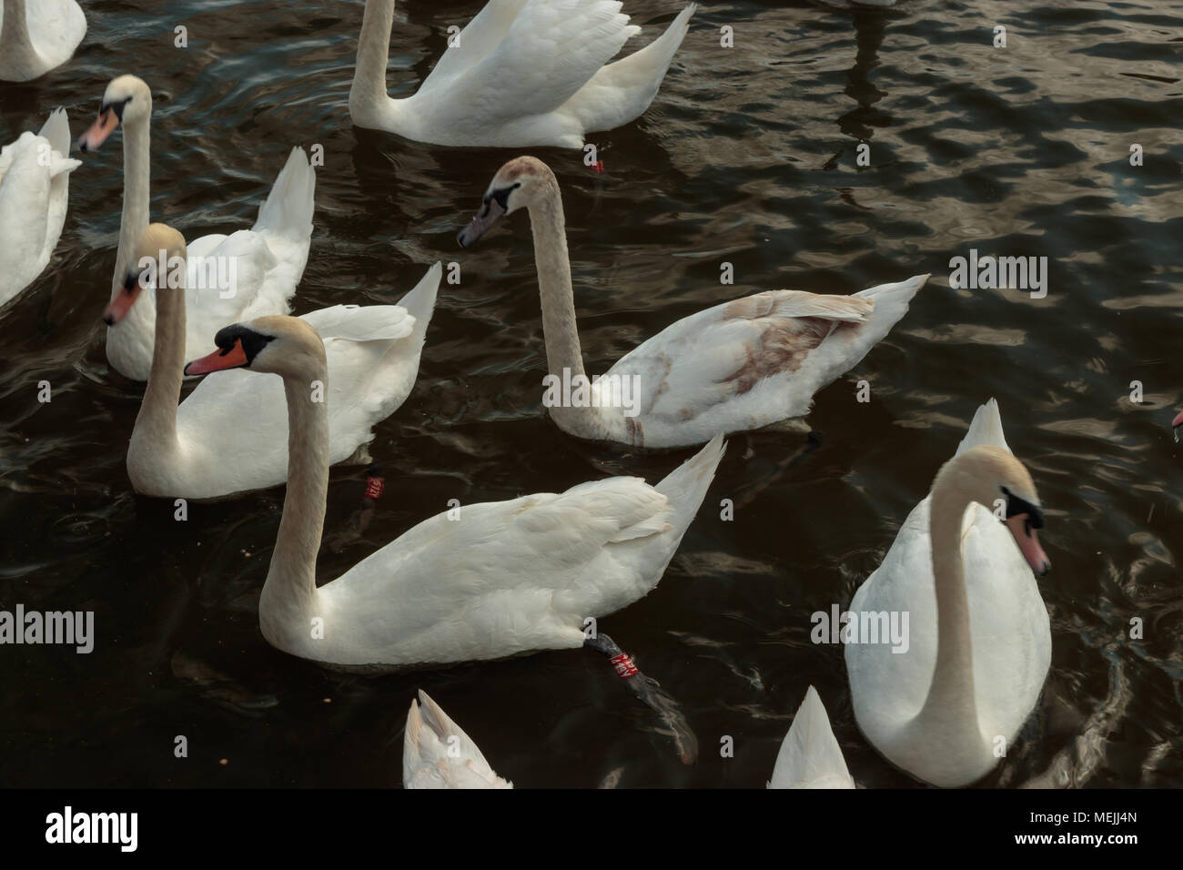 Swans swimming in Roundhay Park Lake Stock Photo