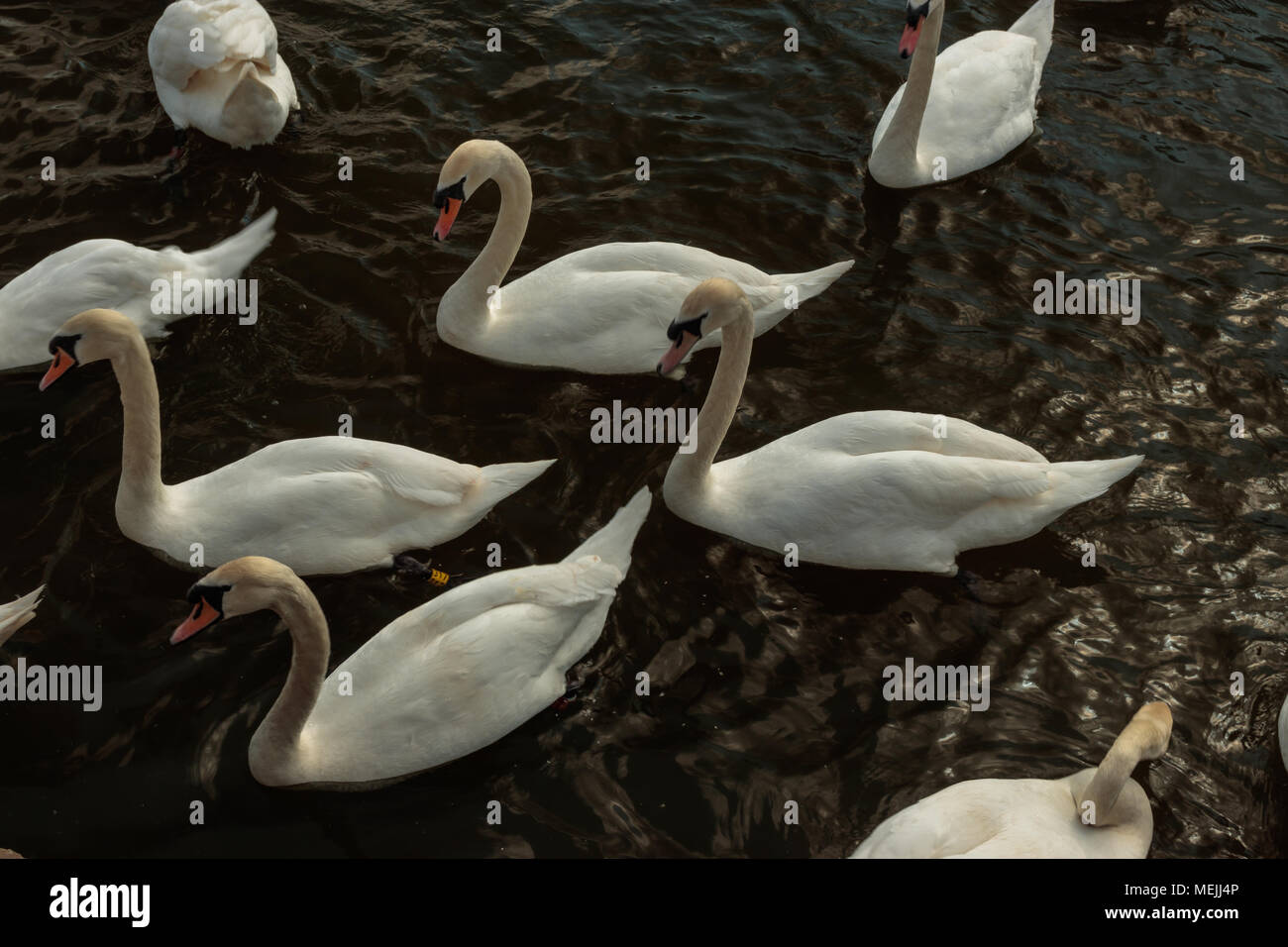 Swans swimming in Roundhay Park Lake Stock Photo