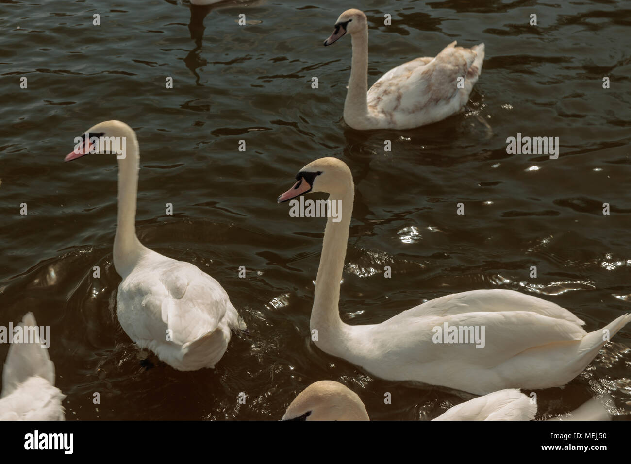 Swans swimming in Roundhay Park Lake Stock Photo