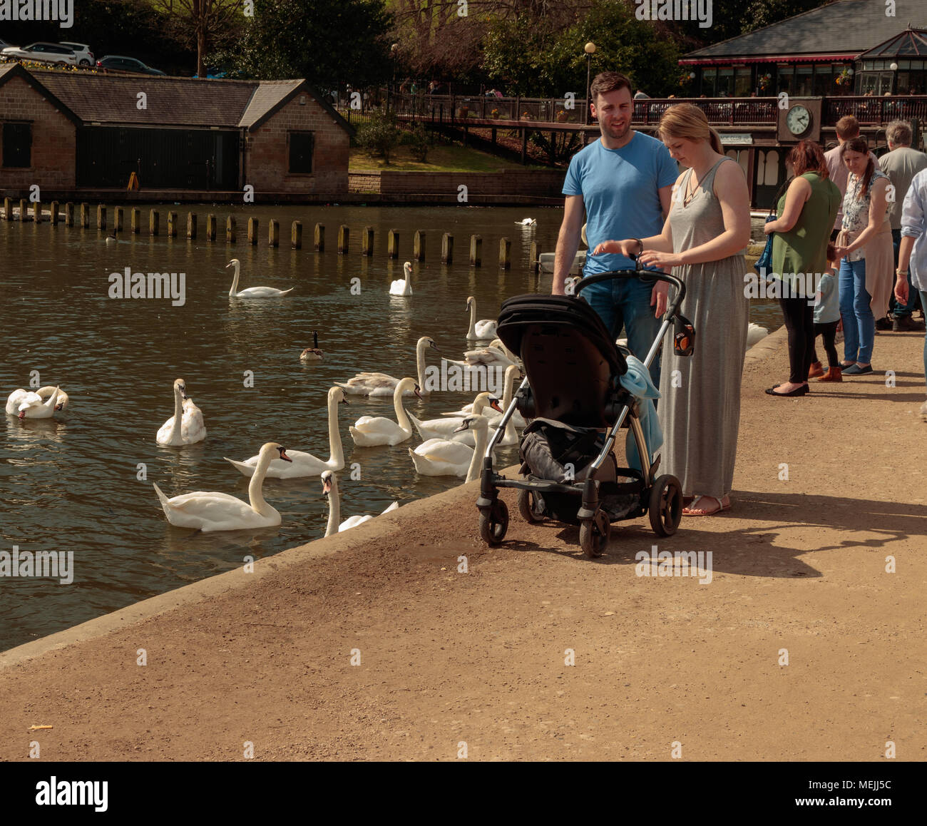 People feeding ducks and swans, Roundhay Park, Leeds Stock Photo