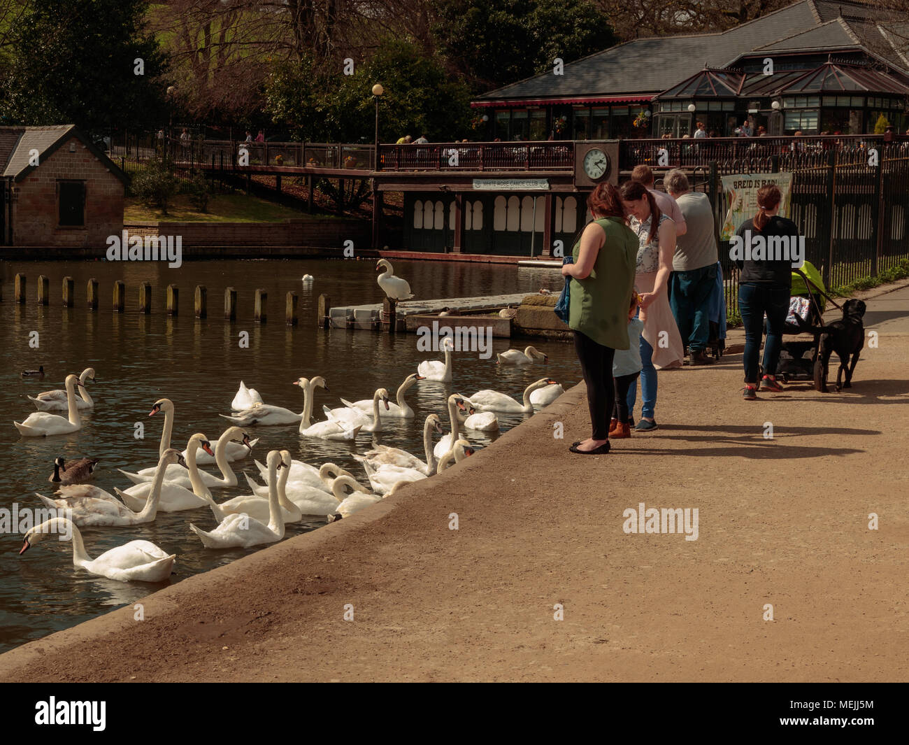 People feeding ducks and swans, Roundhay Park, Leeds Stock Photo