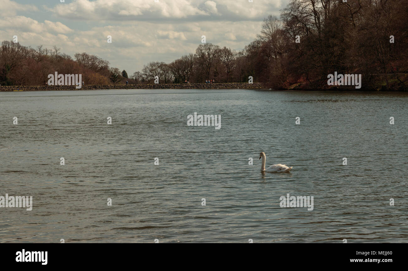 Swans swimming in Roundhay Park Lake Stock Photo