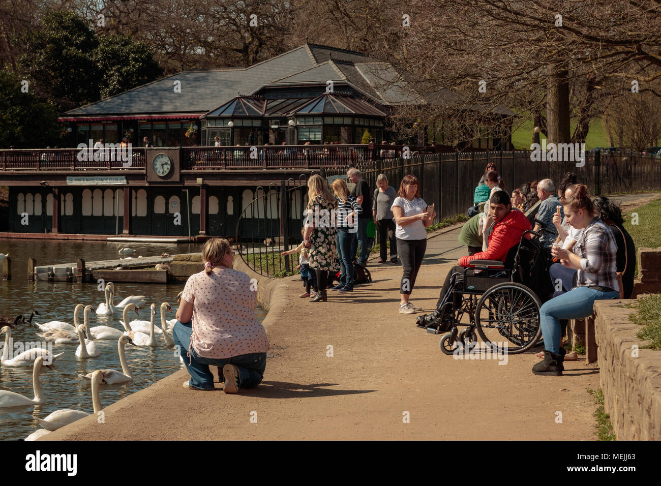 People feeding ducks and swans, Roundhay Park, Leeds Stock Photo