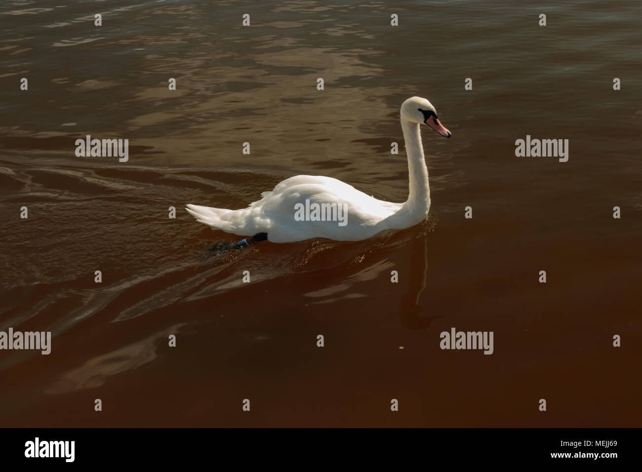 Swans swimming in Roundhay Park Lake Stock Photo