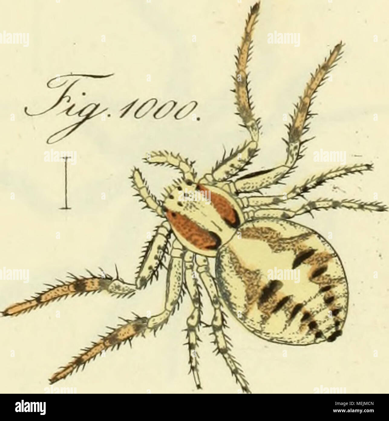 . Die Arachniden : Getreu nach der Natur abgebildet und beschrieben . J^.p^, v// . Stock Photo