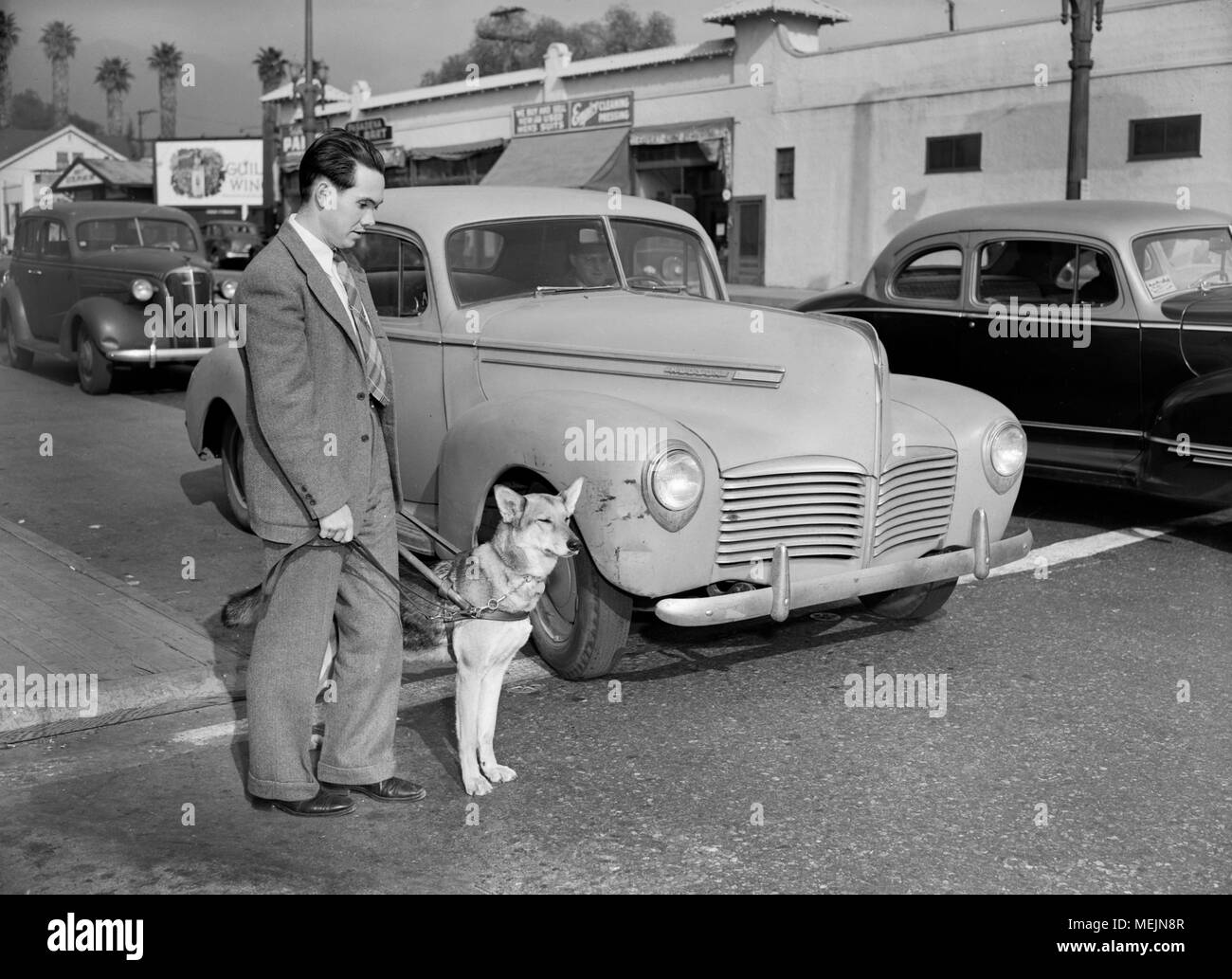 A seeing eye dog with his eyes closed assists a blind man across a Southern California street, ca. 1946. Stock Photo