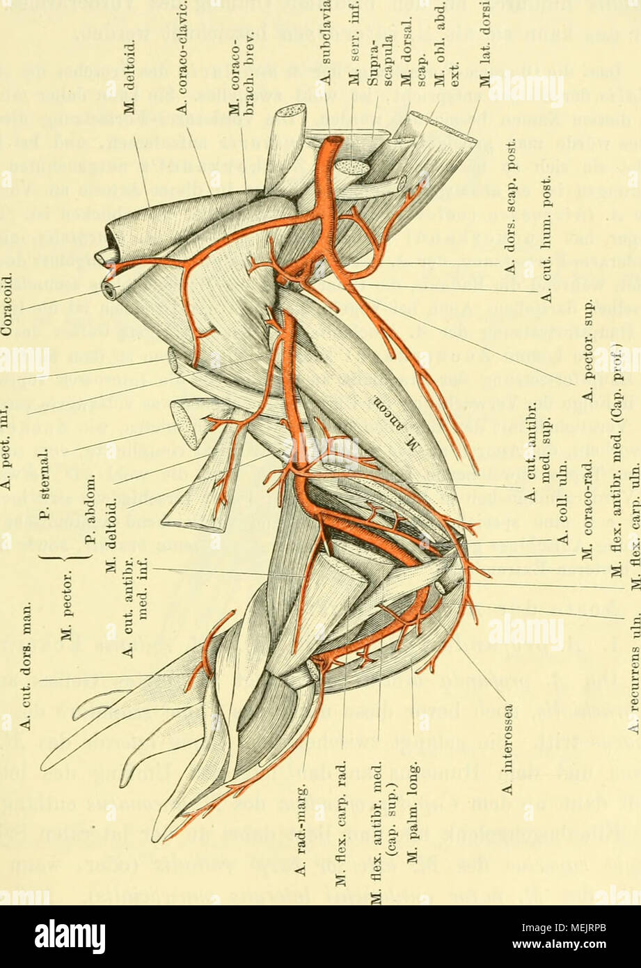 . Die Anatomie des Frosches; ein Handbuch fÃ¼r Physiologen, Ãrzte und Studire . fä. tx a A * o o &gt; es Begleitung des N. brachialis longiis inferior. Dabei läuft sie über den medialen Anconaeuskopf schräg hinweg, am Ansätze des M. coraco- brachialis brevis und des M. coraco-brachialis longus vorbei, und dringt dann, über den Rand des M. flexor carpi radialis hinweg- Stock Photo