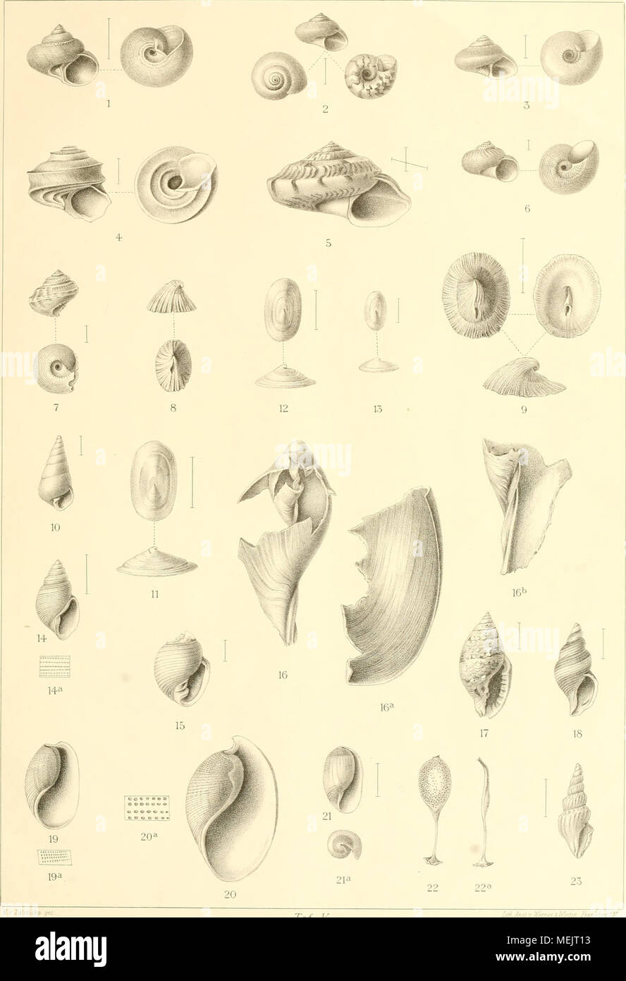 . Die beschalten Gasteropoden der deutschen Tiefsee-Expedition, 1898-1899 . Taf. l I. Solariella periompkalia. — 2. S. laevissima. — 3. S. biradiatnla. — 4. Liotia bicarinata. — 5. Minolia undata. 6. Cyclostrema semisculptuni. — 7. Minolia dilecta. — 8. Punctiirella analoga. — 9. P. aethiopica. — 10. Pyramidella nisoides. — //, 12. Cocculina laevis. — 13. C. radiata. — 14. Actaeon acthiopicus. — !§. Ringicula aethiopica. 16. Marginella gigas. — ij. Columbella seychellarum. — 18. Lackesis australis. — ig. Scaphander cancellatu.';. 20. Atys jnillepimctatus. — 21. Volvula flavotincta. — 22. Eikap Stock Photo