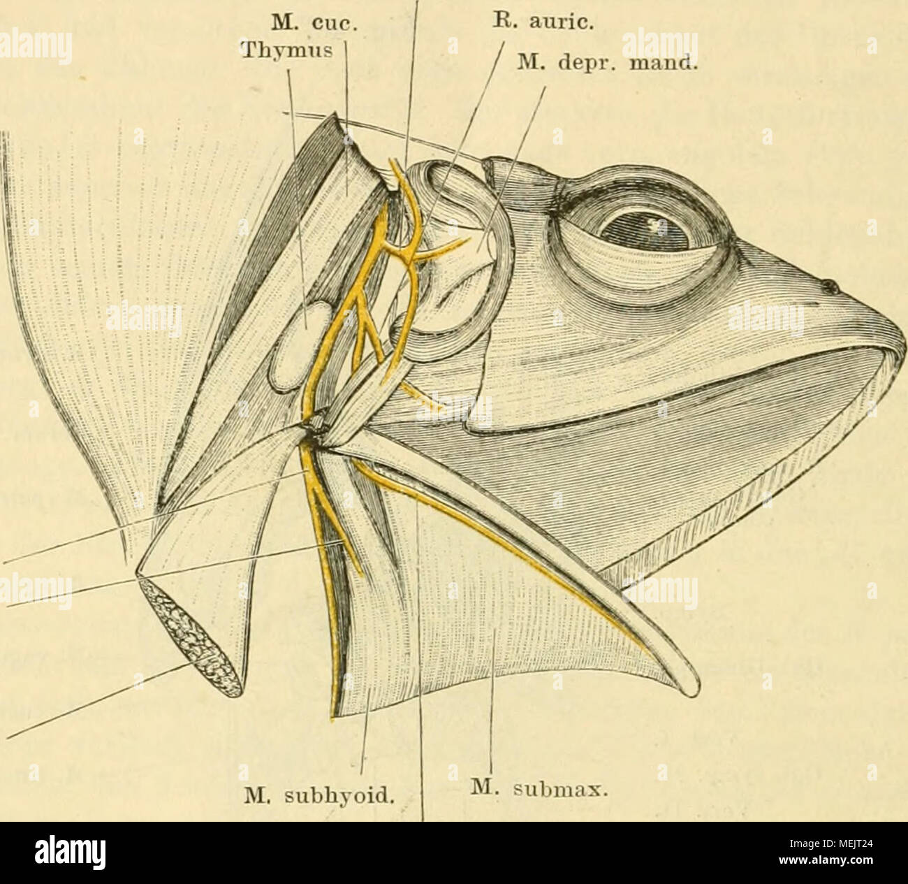 . Die Anatomie des Frosches; ein Handbuch fÃ¼r Physiologen, Ãrzte und Studire . M, subhyoid, M. submax. K. mandib. (int.) Verlaiif des E. hyomandibularis hinter dem Annulus tympanicus. M. depressor mandibulae zurückgeschlagen, der Annulus tympanicus nach vorn umgelegt. Mundwinkels. Anastomosirt mit dem stärksten der B. B. zijQomatico-temporales des Maxülaris superior. Der Stamm des B. mandibularis internus läuft medial vom Quadra- tum und vom Kiefergelenk durch die Lücke zwischen dem M. subhi/oideus imd submaxillaris an die Innenfläche des Unterkiefers und verläuft, dieser eng an- geschmiegt,  Stock Photo