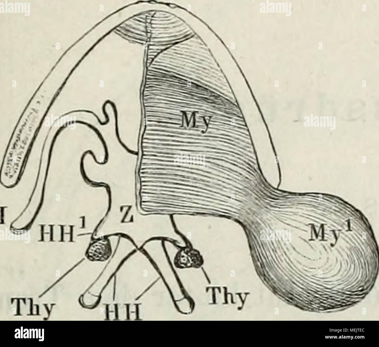 . Die Anatomie des Frosches : ein Handbuch, . sackungen der Mundschleimhaut und kommen nur den männli- chen Thieren zu. Ihre Wand be- steht aus einem bindegewebigen, von reichlichen elastischen Fasern durchzogenen Stroma, innen von einem Plattenepithel, aussen von einer quergestreiften Muskel- schicht überzogen. Letztere ist eine directe Fortsetzung des die ganze Blase Schleuder- oder beutelartig umhüllenden Mn s - culus i)iylo-hyoideus (Fig. 1.5, My, My^). Wenn das Thier schreit, so wer- den die Schallblasen aufgebläht und fungiren als Resonatoren; dabei treten sie bei Rana esculenta jedersei Stock Photo